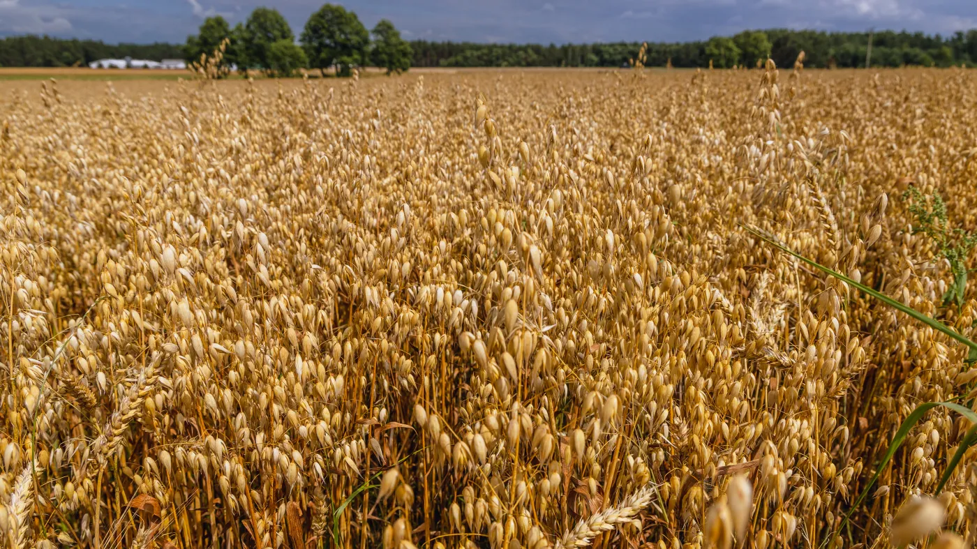 pole owsu owies uprawa rolnictwo żniwa wieś zboże