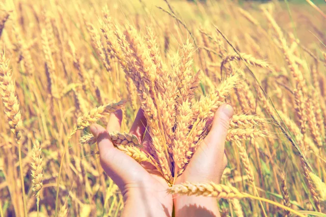 Ukraina – spichlerz coraz bardziej pusty. Wysokie plony to już historia