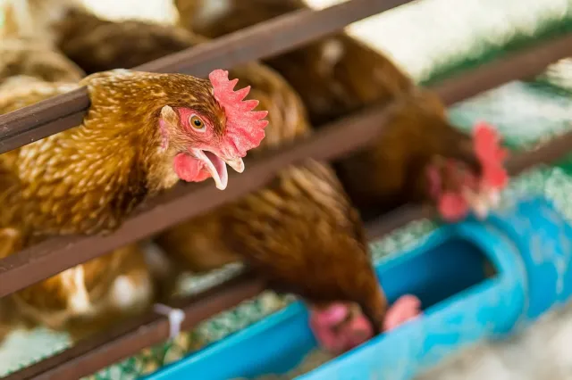 Ptasia grypa w Małopolsce. Znaleziono pięć ognisk choroby, ostatnie w Krakowie