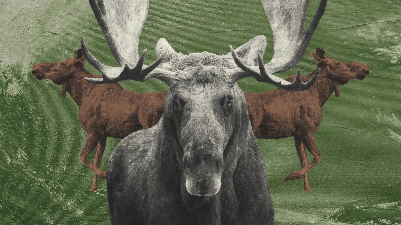 Polska prawie straciła łosia. Nadal jednak "wystawia" go na odstrzał