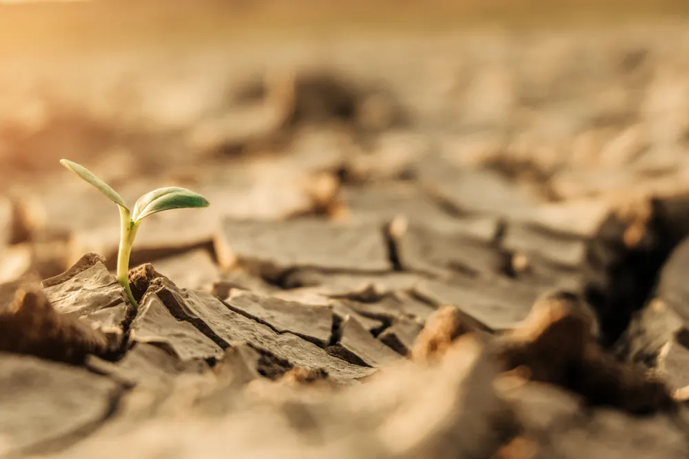 Susza w Portugalii. Rząd zakazał prowadzenia niektórych upraw