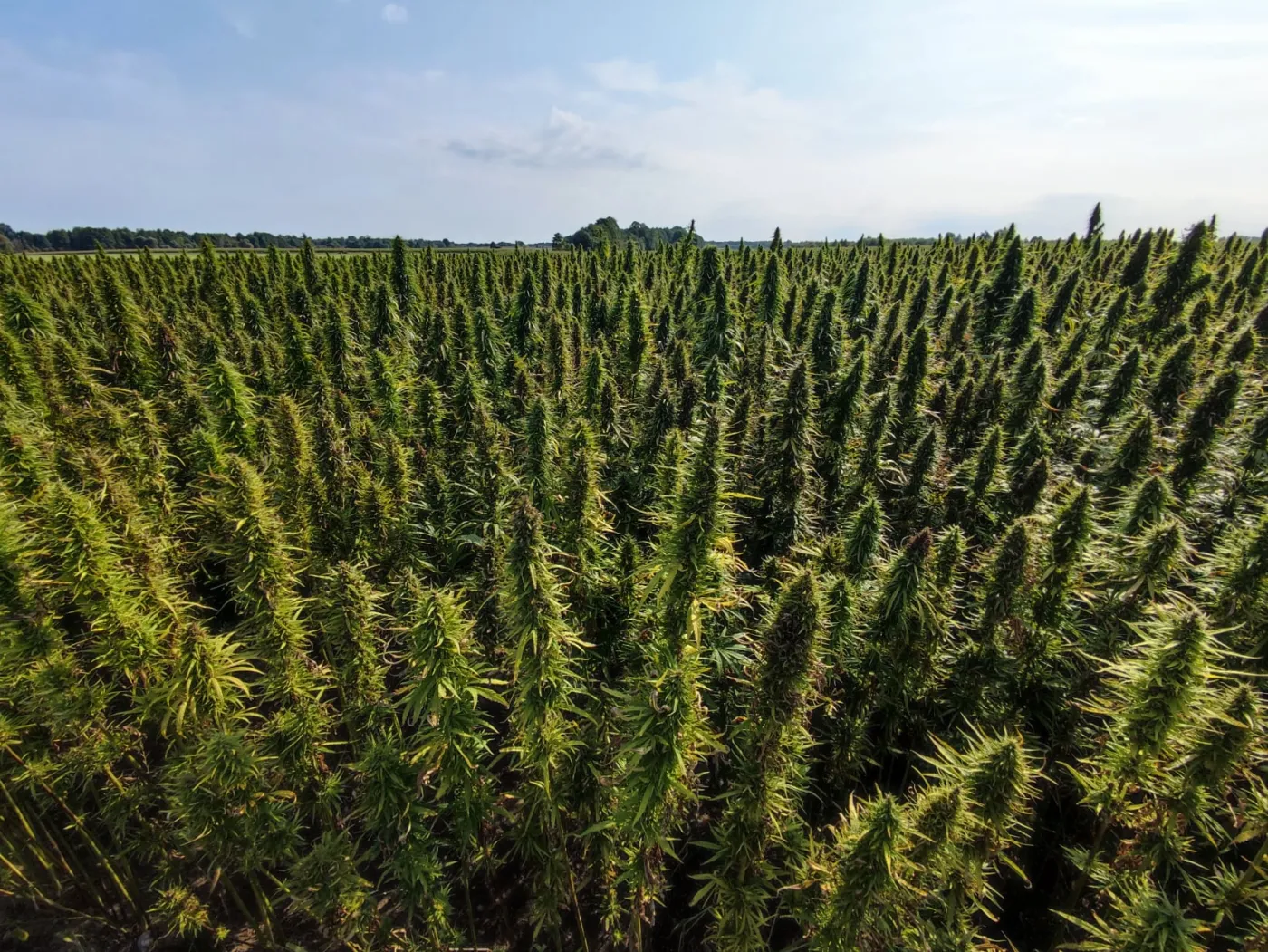 Plantacja nasienna woj. łódzkie