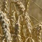 Nie potrafimy zarabiać na wysokich cenach zbóż