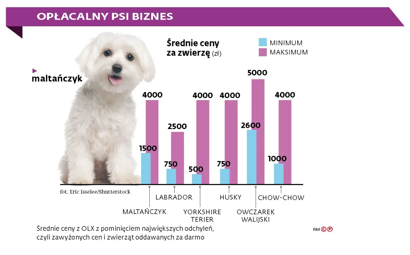 Europosłowie stanęli w obronie psów i kotów. Chodzi o nielegalne hodowle