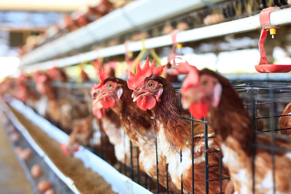 Mocny złoty może być dla drobiarstwa gorszy niż grypa ptaków