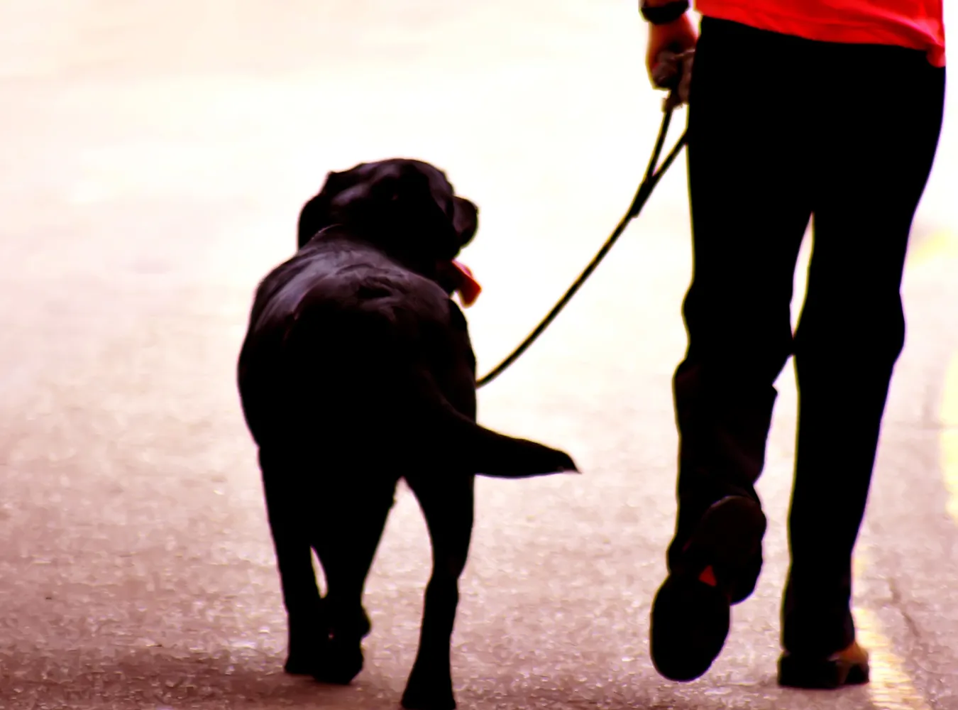 Spacer z psem dozwolony od lat 15