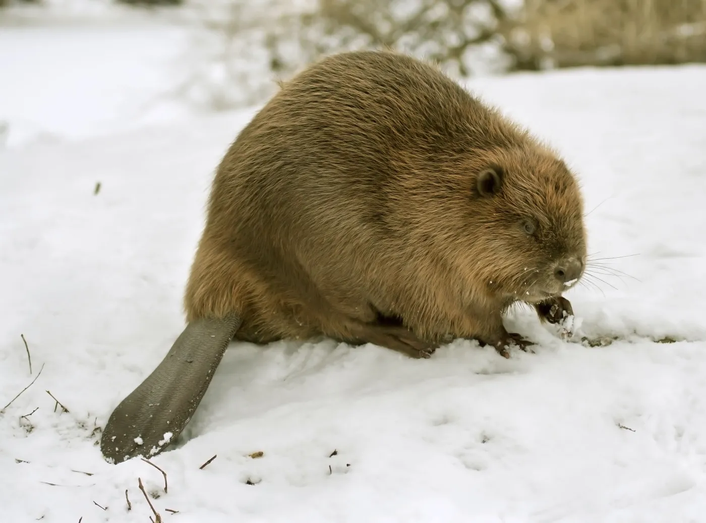 Bobrze, czy na mrozie ci dobrze?