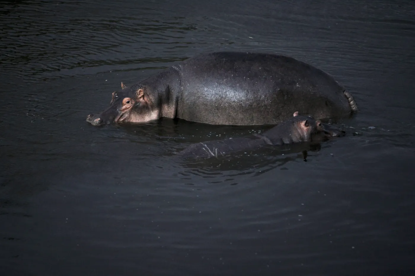 3200237-hipopotam.jpg