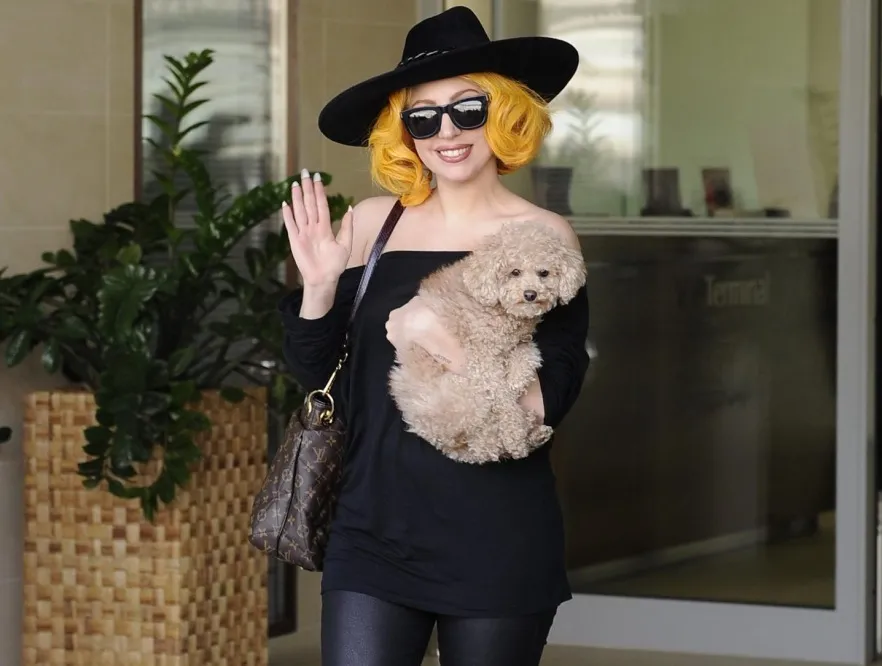 Lady Gaga przeżywa katusze. Nowa dieta daje jej w kość