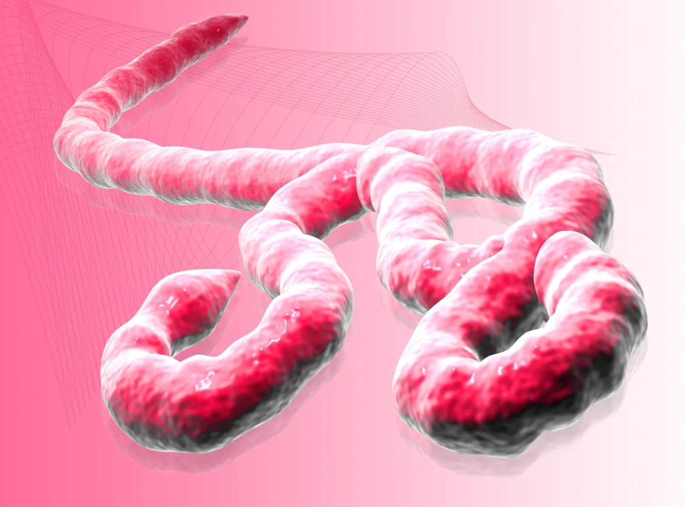 Afrykański wirus Ebola. Co powoduje? Czy jest groźny?