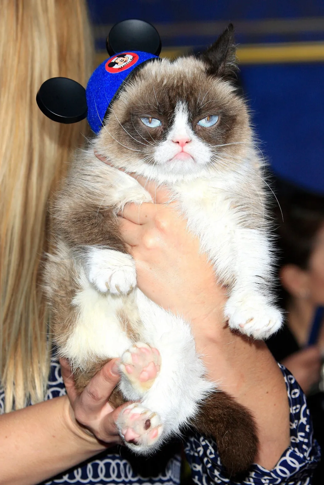 7497011-grumpy-cat.jpg