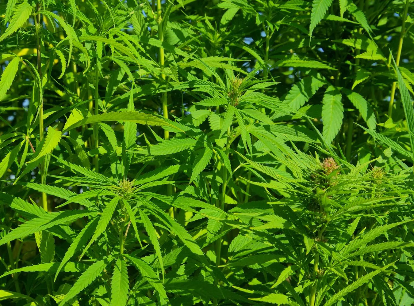 Połowa Amerykanów chce legalizacji marihuany