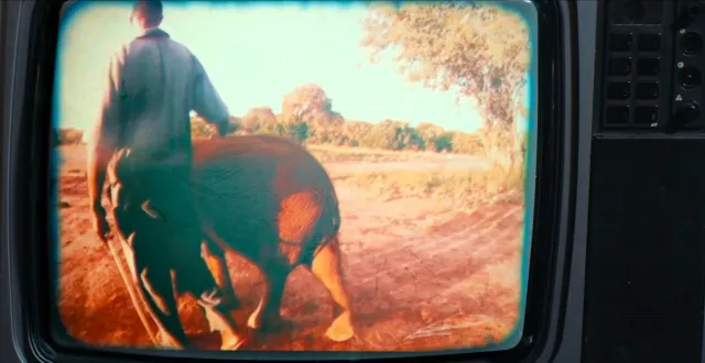 To nie żart: Damon Albarn zagrał dla... słonia [WIDEO]