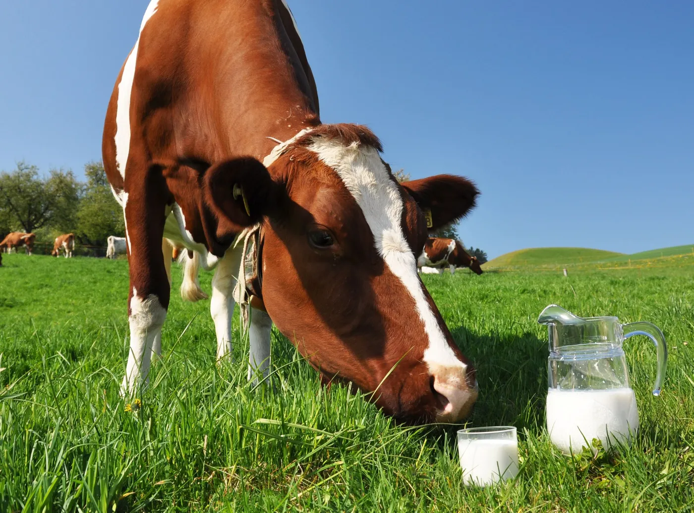 Krowy mogą już dawać "ludzkie" mleko