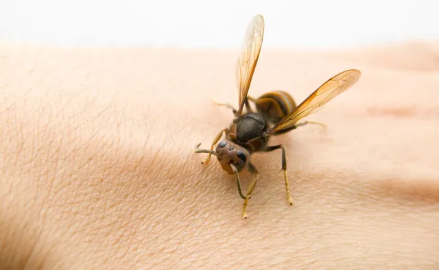 Mało znany, ale narastający i groźny problem. Anafilaksja może niespodziewanie zabić