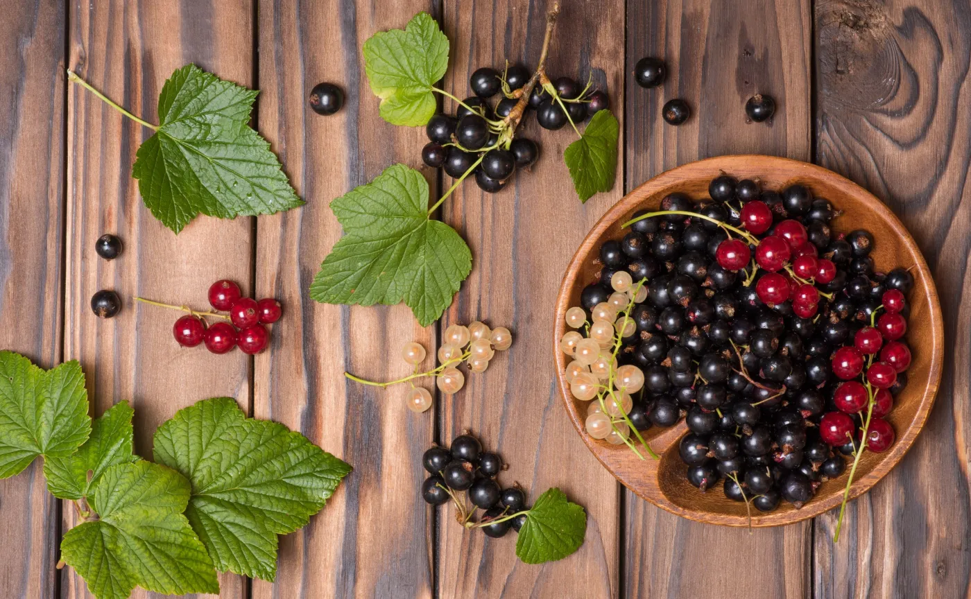 Mało kalorii, za to dużo zdrowia: PORZECZKI