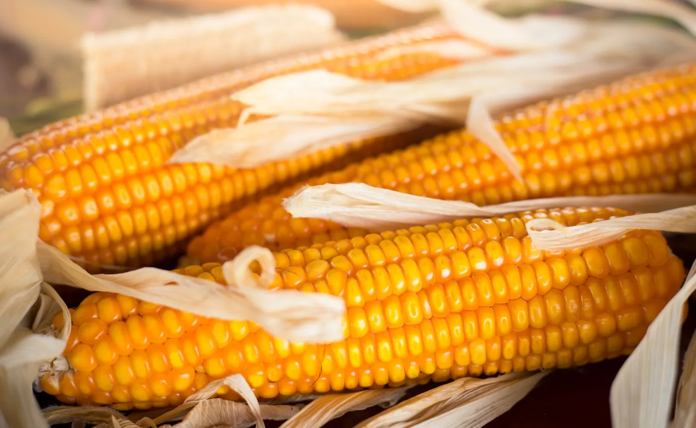 Kukurydza
