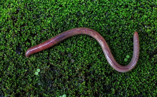 Preparat z dżdżownic może pomóc w opracowaniu leku na raka płuca