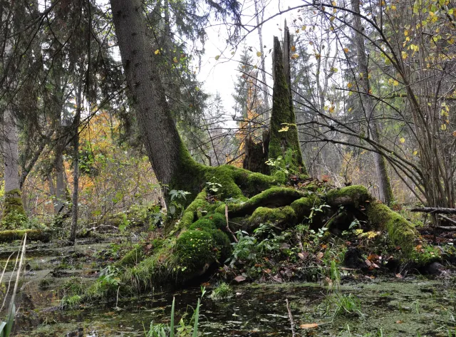 Ekolodzy w Puszczy Białowieskiej: Puszcza to nie plantacja. Resort środowiska: Atak na ministerstwo i rząd PiS