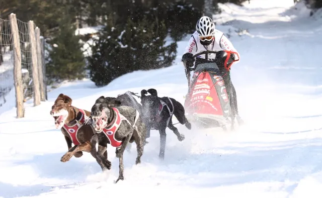 Myśliwi grozili "kulką" mistrzowi świata w psich zaprzęgach? PZŁ: Badamy sprawę