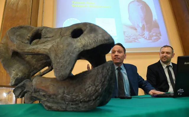 Sensacyjne odkrycie polskich naukowców. Szczątki największego gada ssakokształtnego rzucają nowe światło na erę dinozaurów