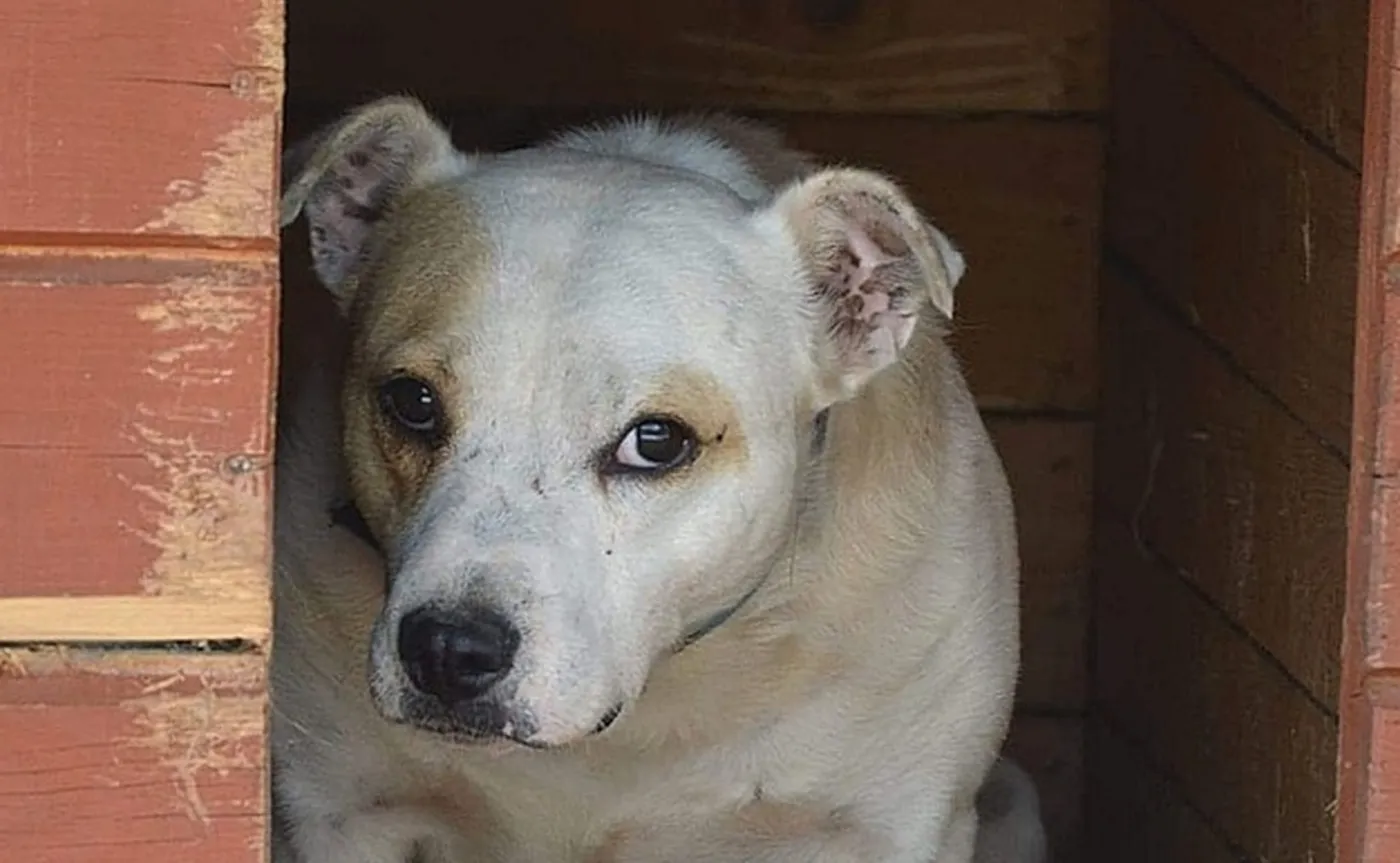 Amaretto czeka, by zabrać go ze schroniska. "Delikatny i cierpliwy psi mądraszek"