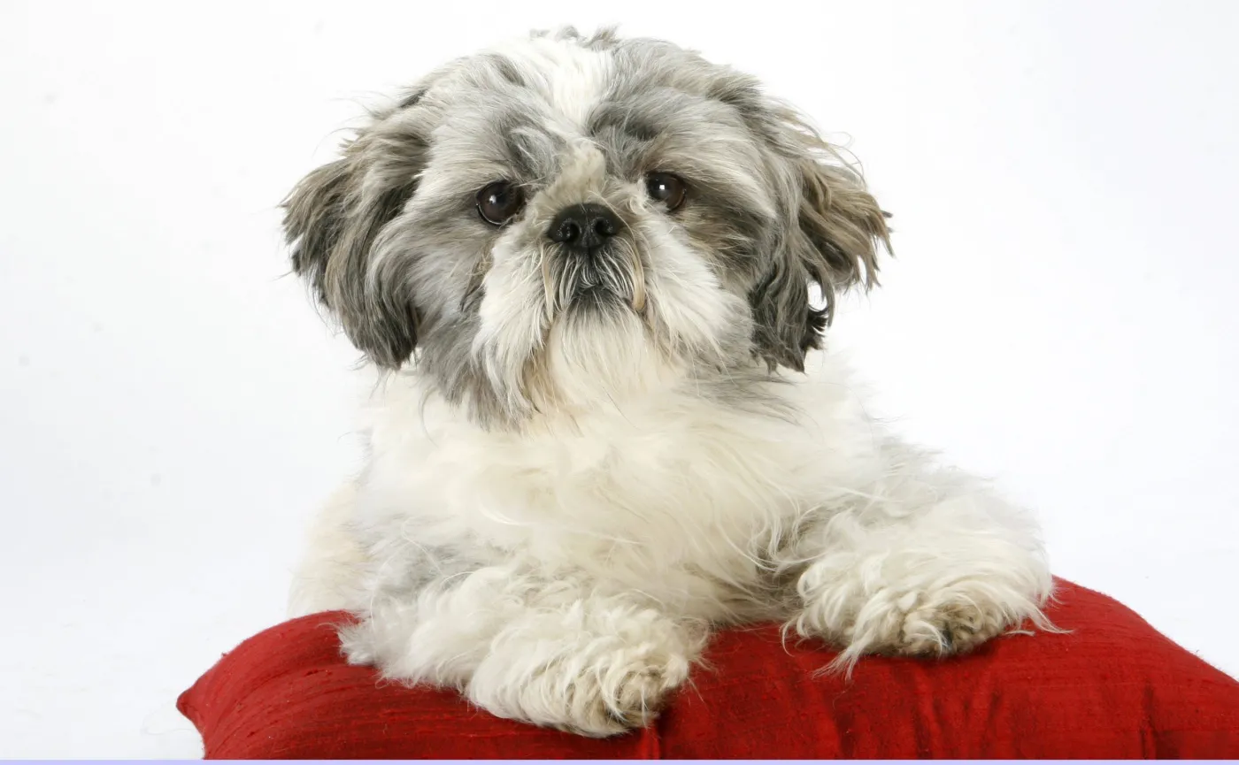 Shih tzu