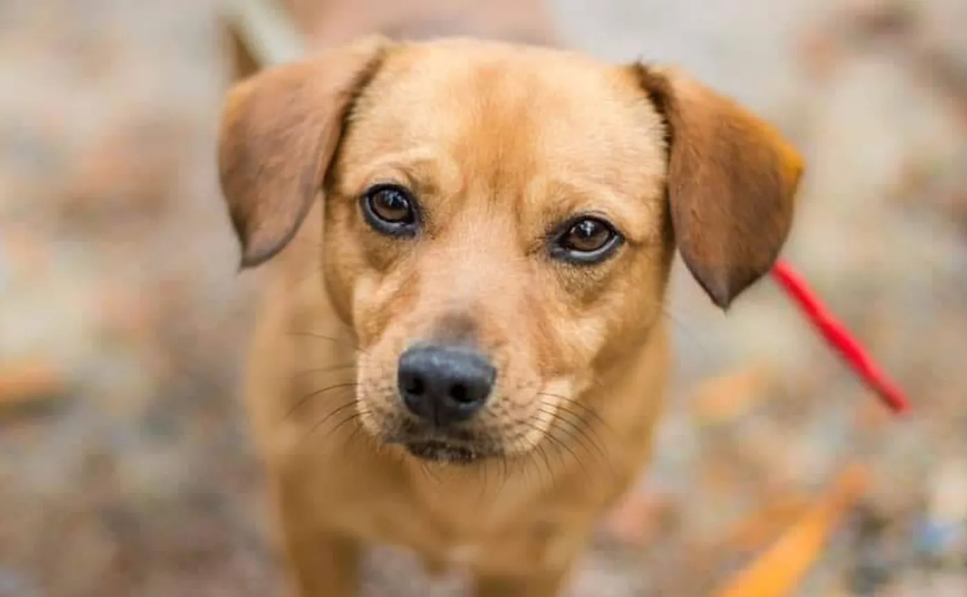 Papierek czeka, by zabrać go ze schroniska. Znalazł się w nim na początku wakacji