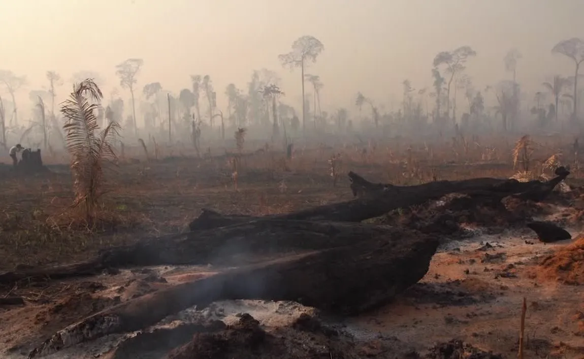 Setki nowych ognisk pożarów w Amazonii. W sumie jest ich prawie 80 tysięcy