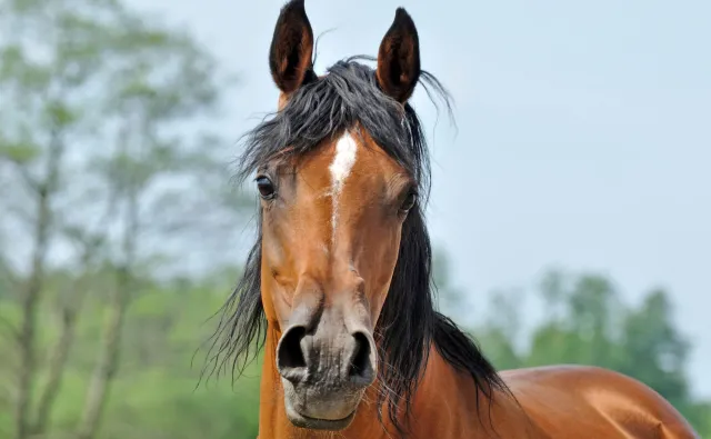 Policja w stadninie w Janowie Podlaskim. Pracują na zlecenie prokuratury