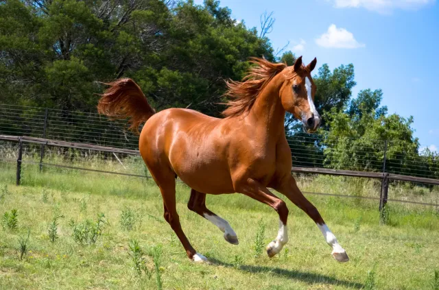 Źrebię senatora ma związek z odwołaniami szefów stadnin? "Ktoś próbuje wciągnąć mnie w konflikt, którego nie ma"