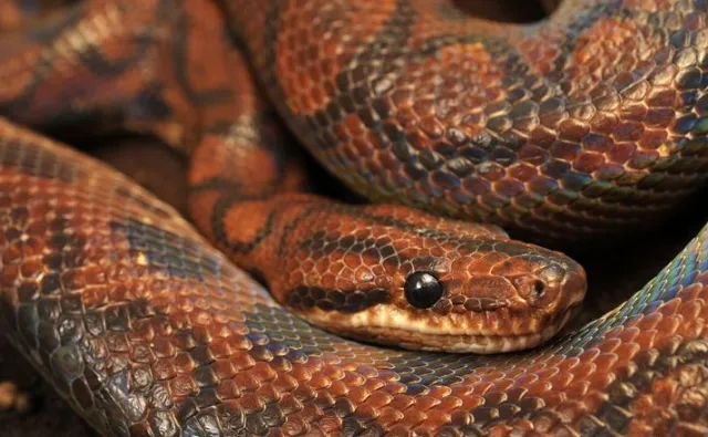 Boa dusiciel wypełzł na poczcie w Kielcach. Poszukiwany właściciel