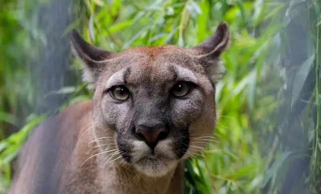 Sąd zdecydował: Puma Nubia zostaje w zoo [WIDEO]