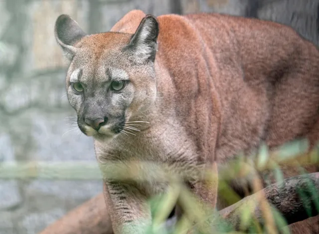 Poznańskie zoo podpisało ugodę z byłym właścicielem pumy Nubii