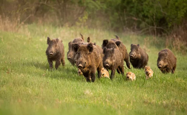 Dzik ukradł nudyście torbę z laptopem. "Natura kontratakuje!"
