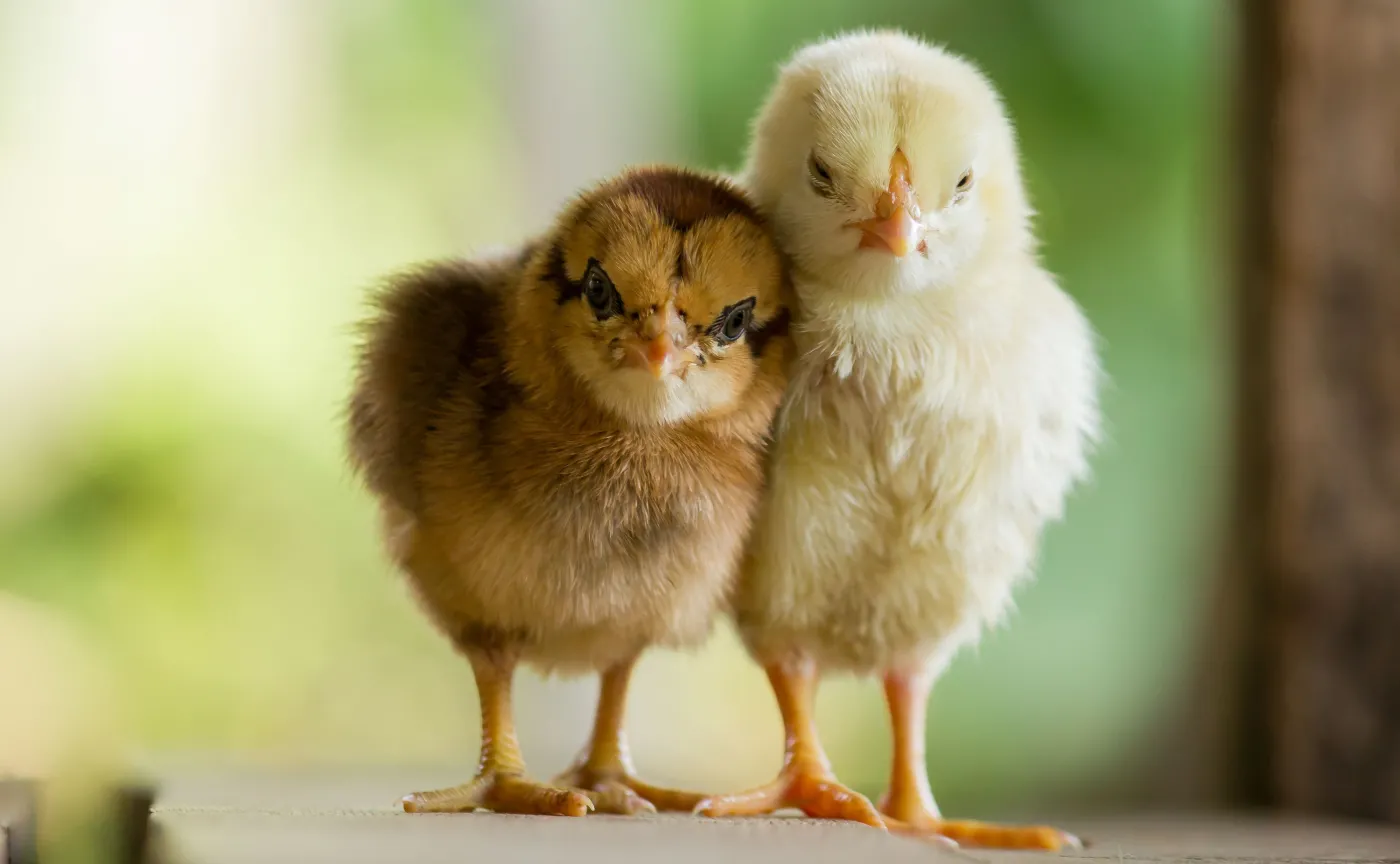 Kury w roli terapeutek. Jak działa kuroterapia?