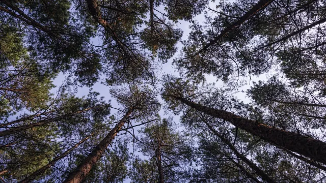 Antyszczepionkowcy wypisują dzieci ze szkół i prowadzą własne lekcje. W lasach