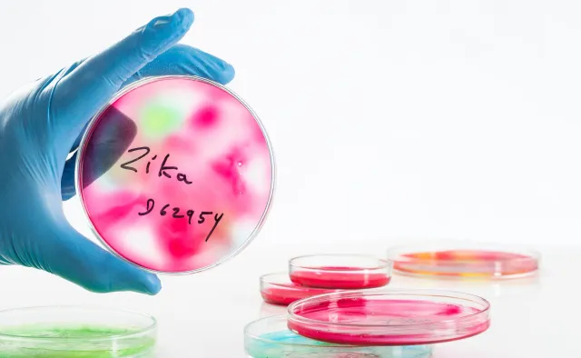 Wirus Zika może wywołać nową pandemię. Wystarczy niewielka mutacja