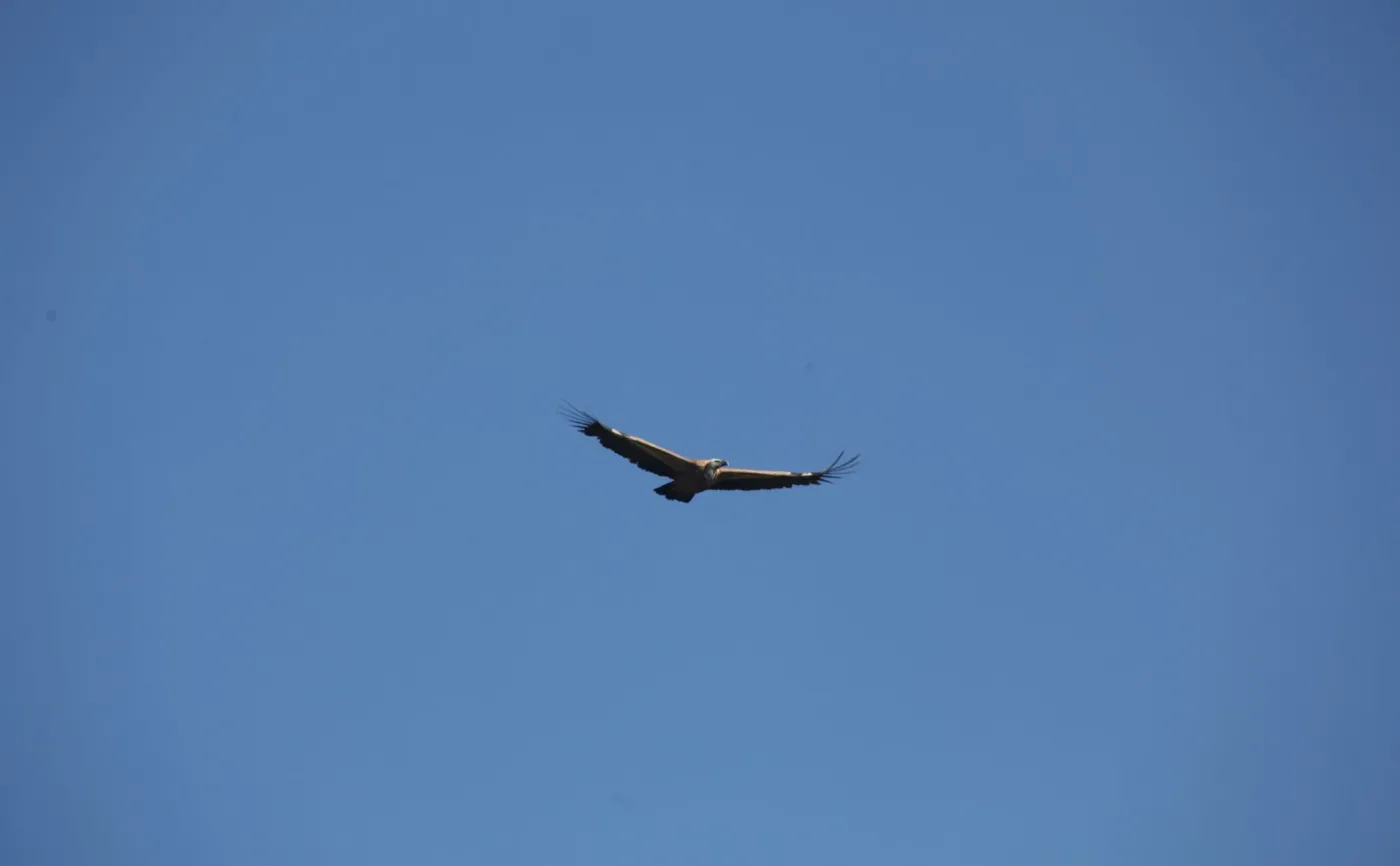 Niecodzienny gość na Babiej Górze. Przyrodnicy dostrzegli sępa płowego