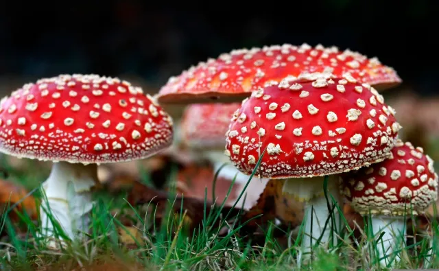 Nowa internetowa moda. "Może mieć tragiczne skutki"