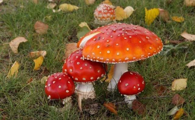 "Nieodpowiedzialni influencerzy". Jak toksyny odkładają się w organizmie