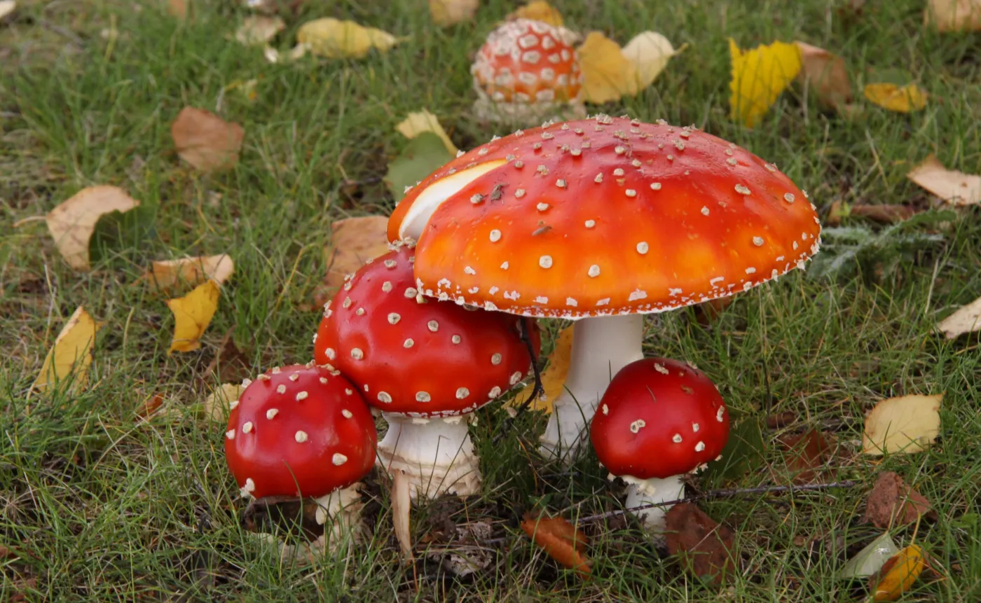 "Nieodpowiedzialni influencerzy". Jak toksyny odkładają się w organizmie