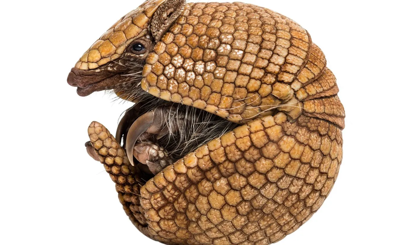 W warszawskim zoo urodził się zagrożony wyginięciem pancernik