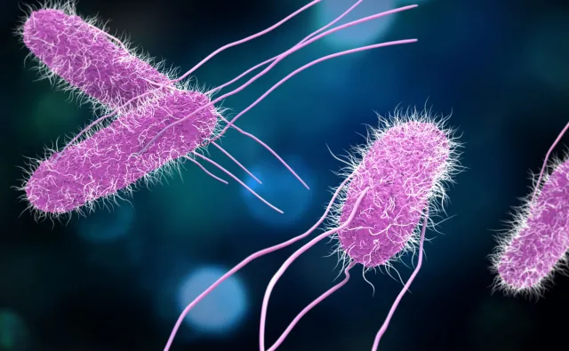 Zatrucie salmonellą zwiększa ryzyko raka okrężnicy.