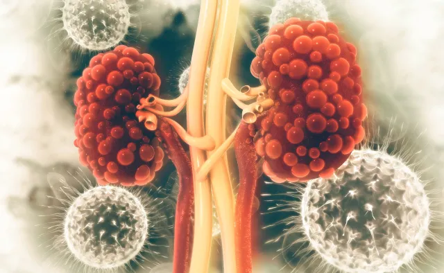 Można odbudować zniszczone nerki? Naukowcy pochwalili się wynikami eksperymentu