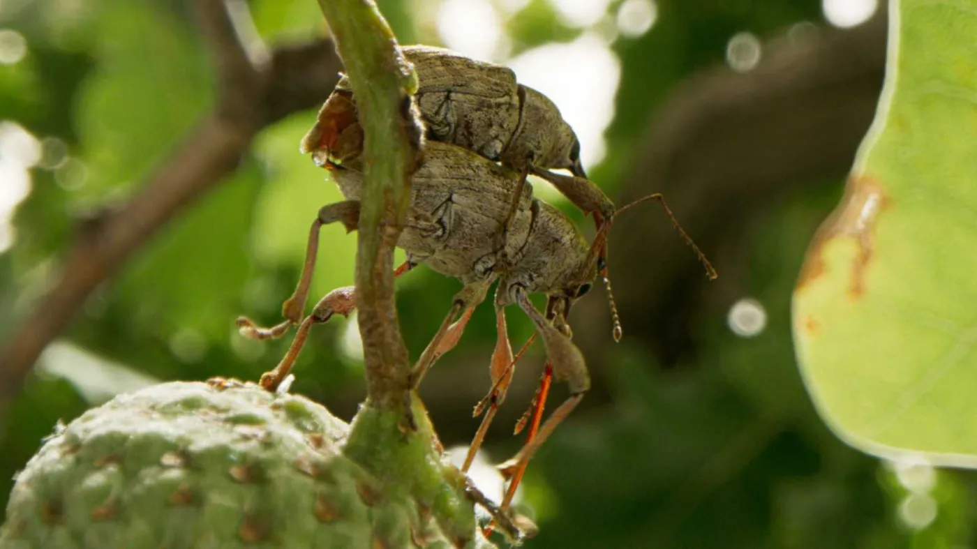 Niezwykłe "Serce dębu" na VOD w Dniu Dzikiej Przyrody