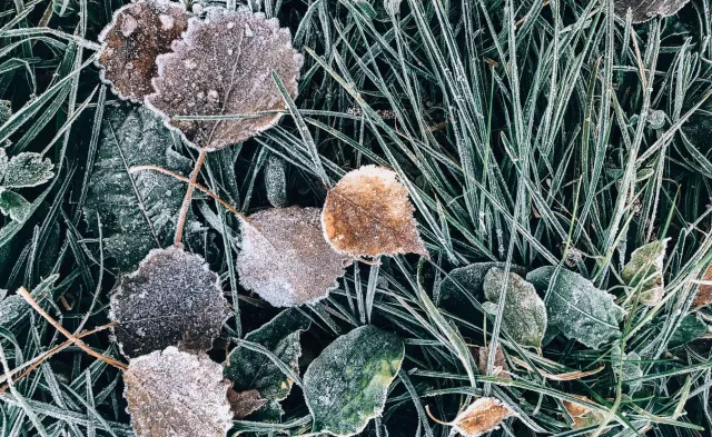 IMGW ostrzega przed przymrozkami [PROGNOZA POGODY]