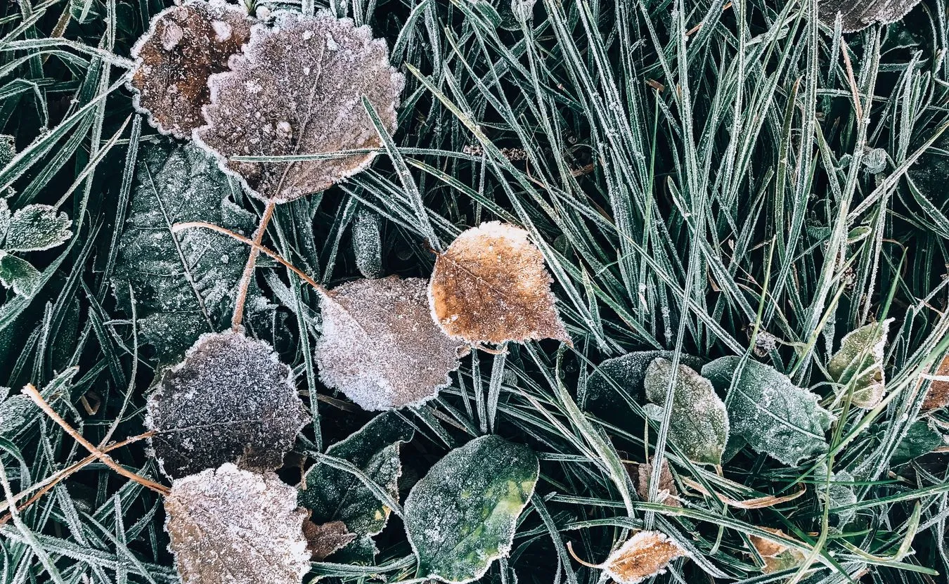 IMGW ostrzega przed przymrozkami [PROGNOZA POGODY]