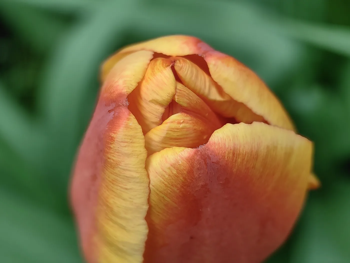 Zdjęcie wykonane telefonem Huawei P60 Pro