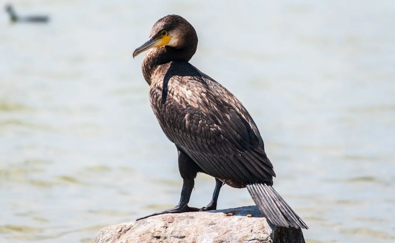 Kormoran 
